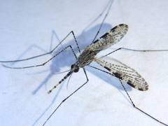 Anopheles annulipes
