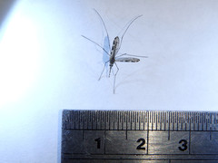Anopheles annulipes