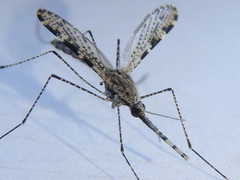 Anopheles annulipes