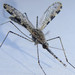 Spear Mosquito - Photo (c) Geoffrey Cox, some rights reserved (CC BY), uploaded by Geoffrey Cox