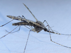 Anopheles annulipes