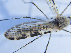 Anopheles annulipes