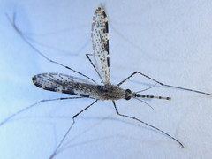 Anopheles annulipes