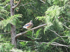 Garrulus glandarius japonicus