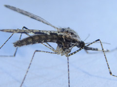 Anopheles annulipes