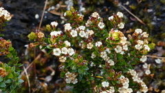 Epacris alpina
