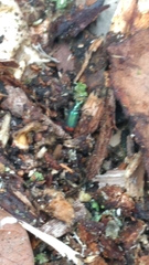 Malachius bipustulatus