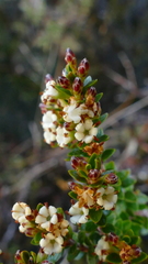 Epacris alpina