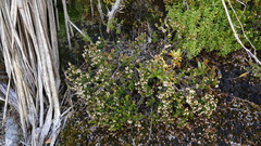 Epacris alpina