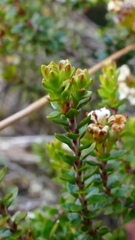 Epacris alpina