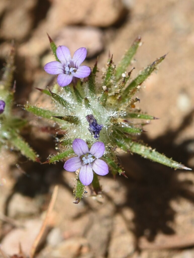 Mountain Navarretia