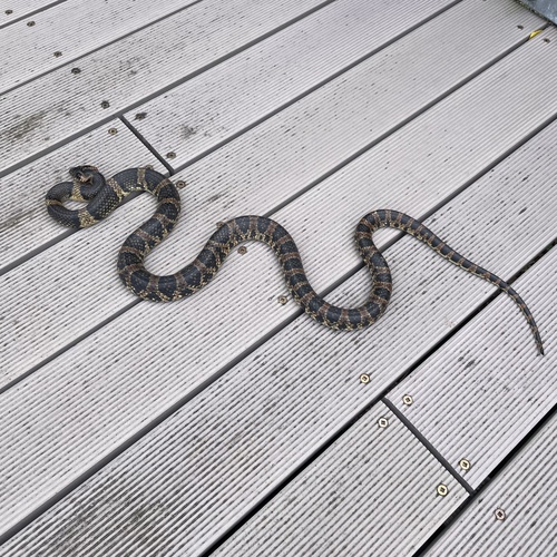 Loo-Choo Big-tooth Snake