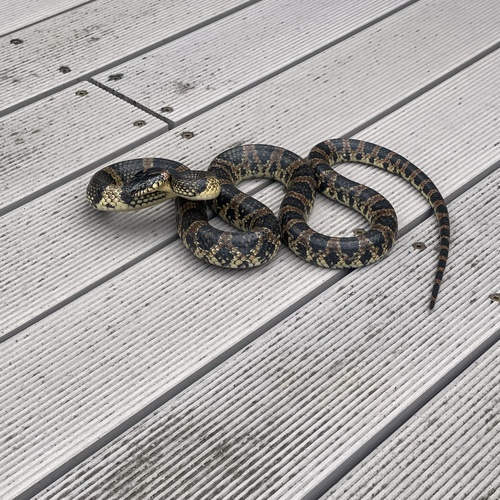 Loo-Choo Big-tooth Snake