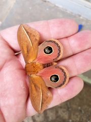 Pseudautomeris grammivora