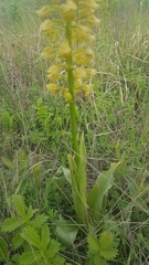Orchis punctulata