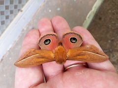 Pseudautomeris grammivora