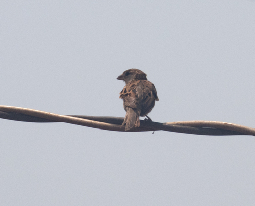 House Sparrow