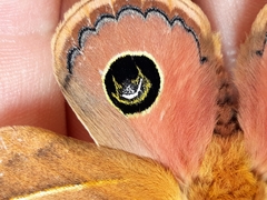 Pseudautomeris grammivora