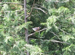 Garrulus glandarius japonicus