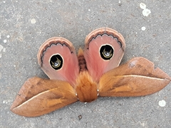 Pseudautomeris grammivora