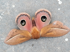 Pseudautomeris grammivora