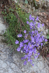Campanula macrorhiza