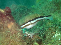 Canthigaster callisterna