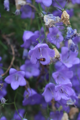 Campanula macrorhiza