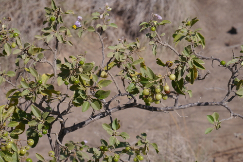 Solanum somalense