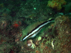 Canthigaster callisterna