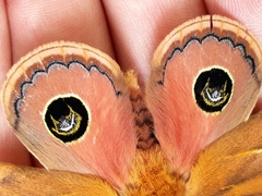 Pseudautomeris grammivora