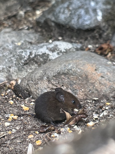 Alston's Brown Mouse