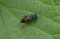 Macrophya