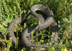 Malpolon insignitus fuscus