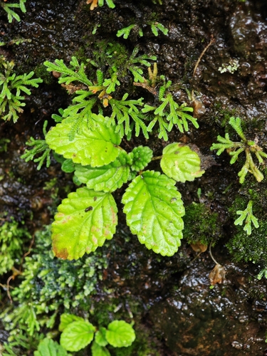 Oreocharis jiangxiensis