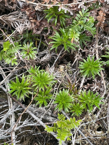 Dubautia scabra observed 2024-05-25