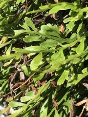 Asplenium × alternifolium