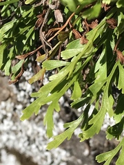 Asplenium × alternifolium