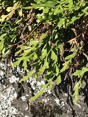 Asplenium × alternifolium