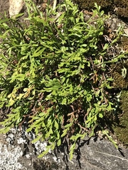 Asplenium × alternifolium