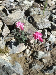 Dicentra peregrina