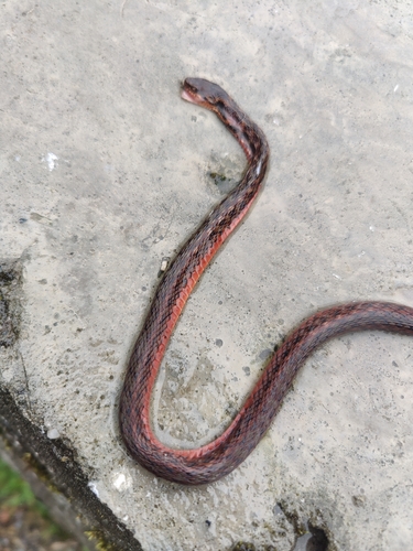 Yunnan keelback
