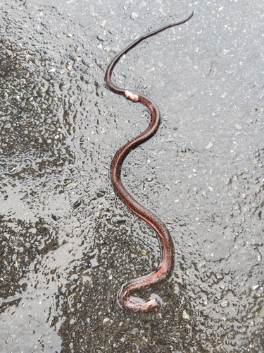 Yunnan keelback