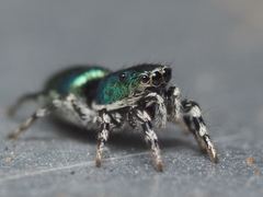 Salticus peckhamae