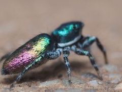 Salticus peckhamae