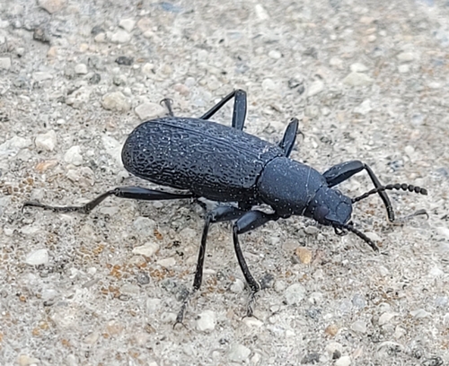 Roughened Darkling Beetle