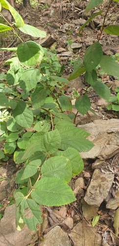 Image of Grewia latifolia by no rights reserved