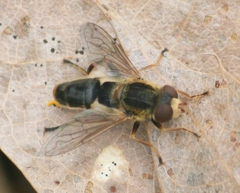 Anasimyia bilinearis