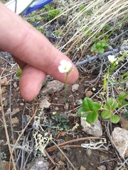 Cardamine bellidifolia