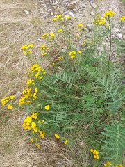 Tanacetum vulgare boreale